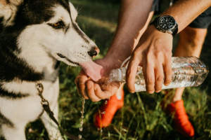 A staff member giving water to a dog.