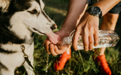 Managing Dogs with Special Drinking Needs at Daycare