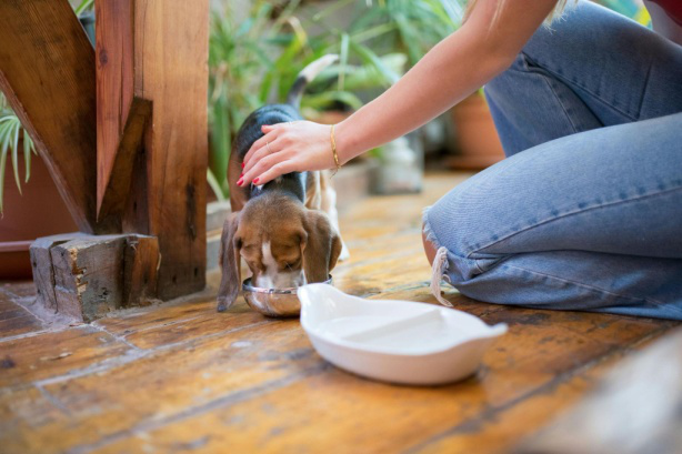 A staff member taking care of a dog drinking water from a bowl.
