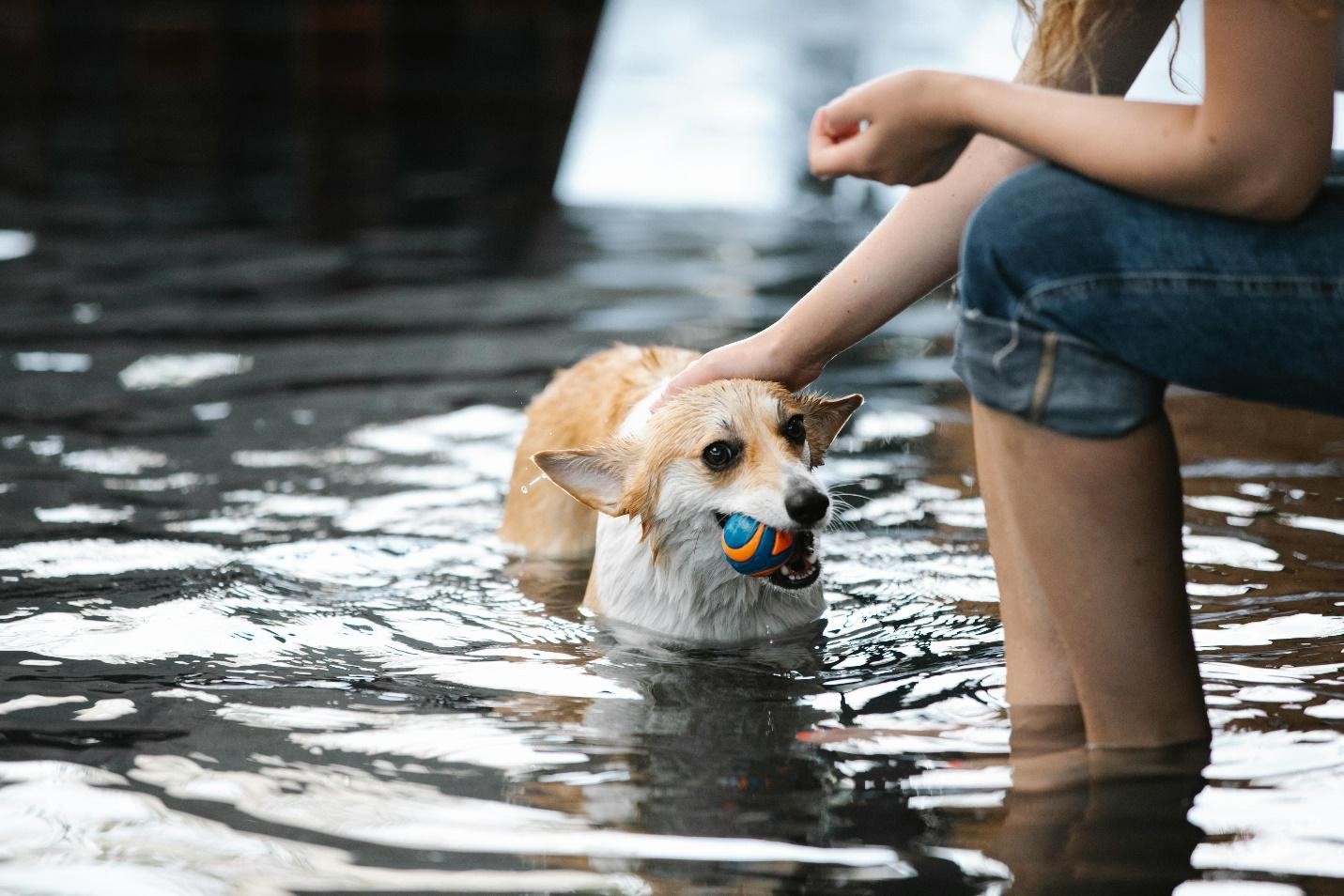 A picture of a dog in a swimming pool