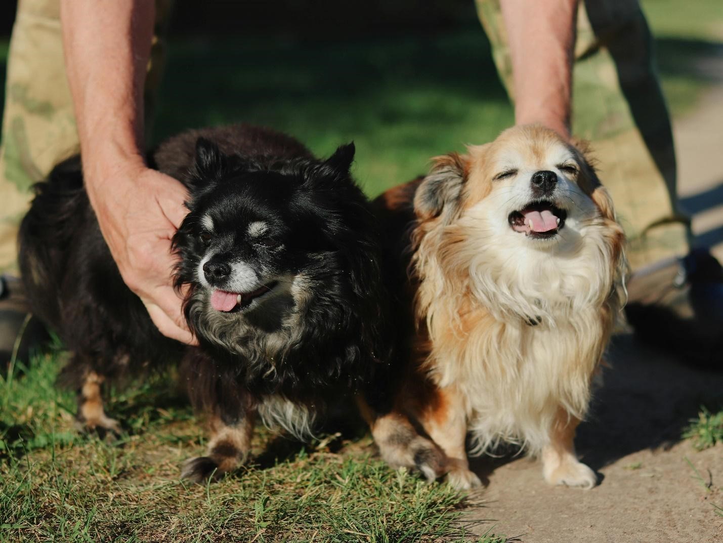 Why Dog Daycare Is the Ultimate Energy Burner