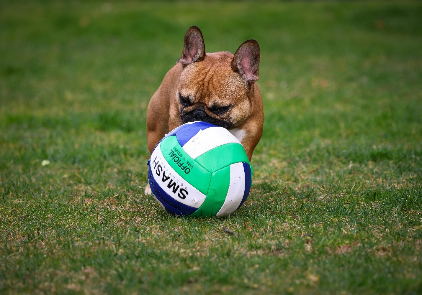 A picture of a dog playing with a ball