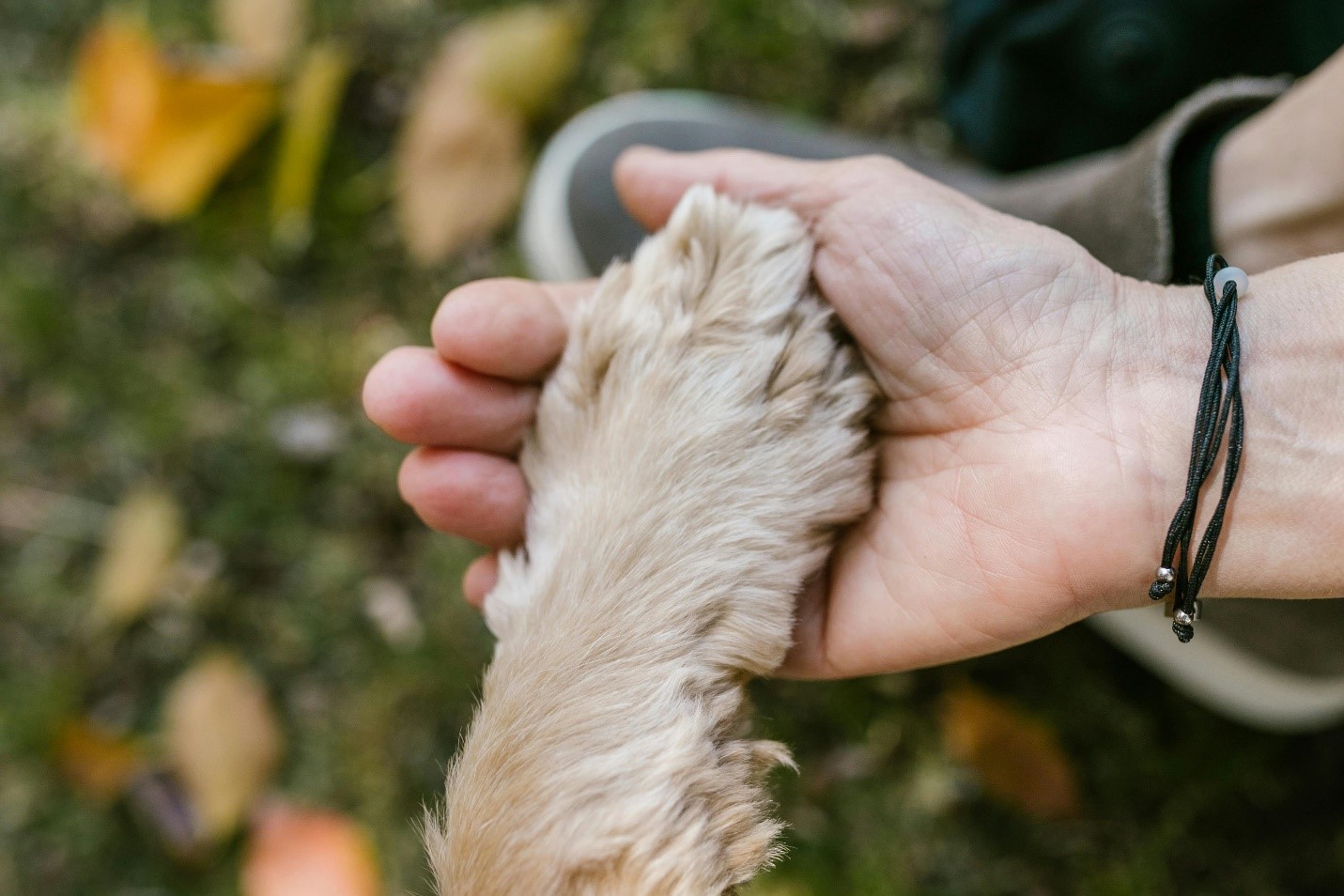 A  hand of a person holding a dog’s paw