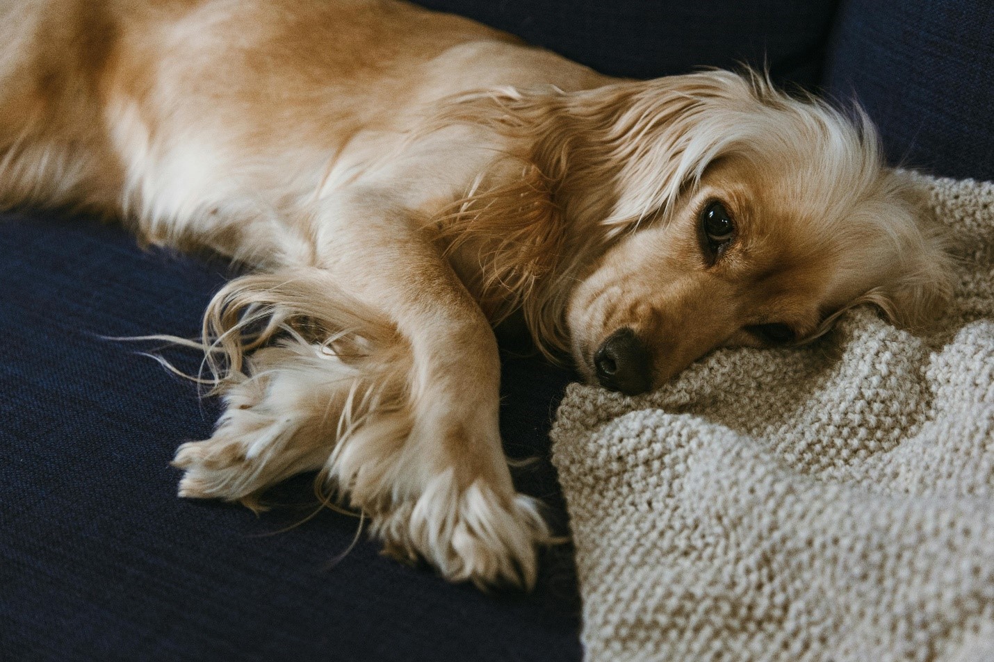 A picture of a dog lying on cozy bedding