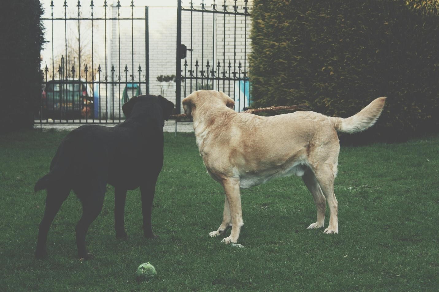A picture of two dogs looking at a gate