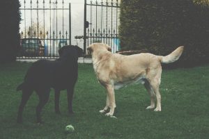 A picture of two dogs looking at a gate