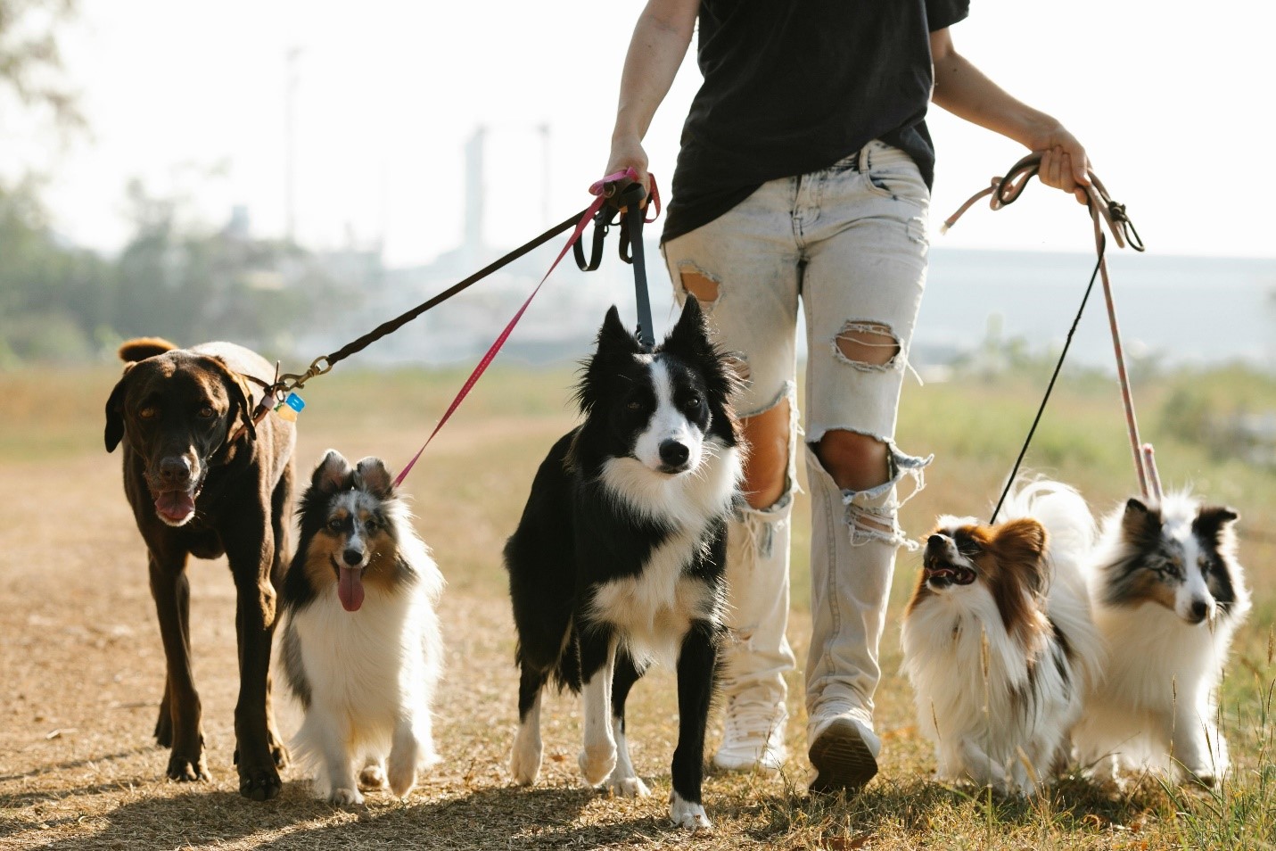 A picture of a person walking a group of dogs together