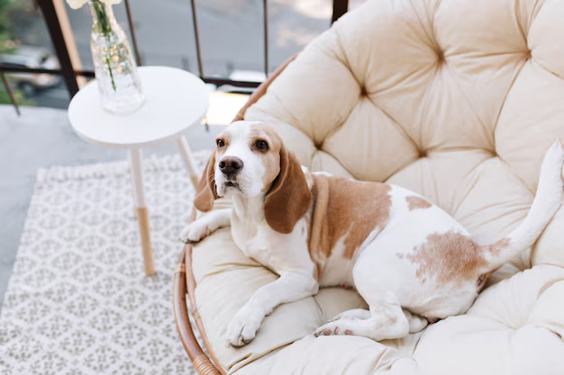 A dog relaxing in a luxurious dog boarding facility, enjoying the comfort of his staycation with plush bedding and a calm environment.