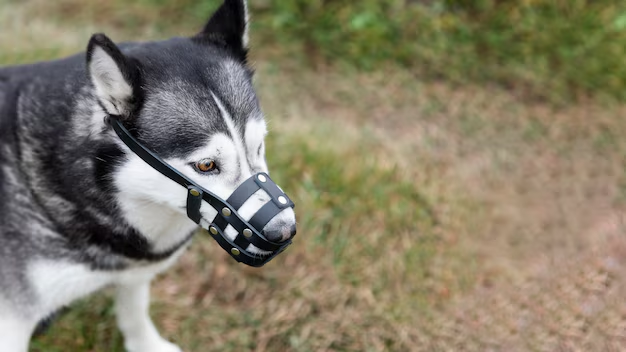 A dog wearing a muzzle outdoors.