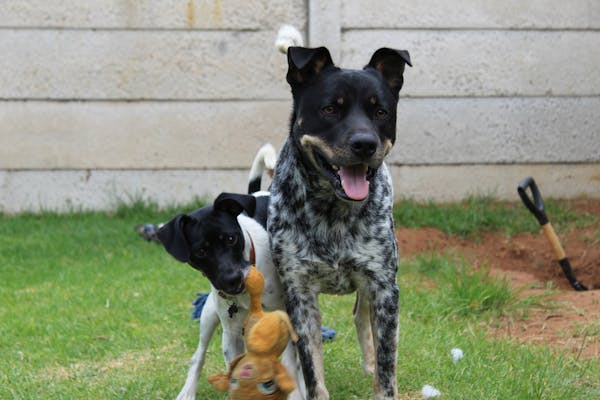 Dogs having fun and socializing together during playtime at a luxury dog daycare.
