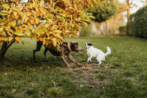 Dogs playing together at a dog daycare, enjoying social interaction and exercise in a safe environment.