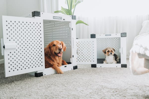 Dogs comfortably resting in their carriers at a pet boarding facility.