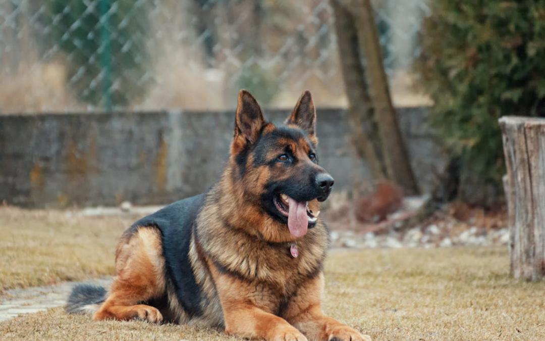 Is Doggy Daycare Right for My Dog? Key Benefits Explained
