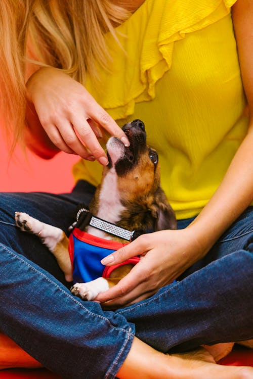 A person playing with a dog