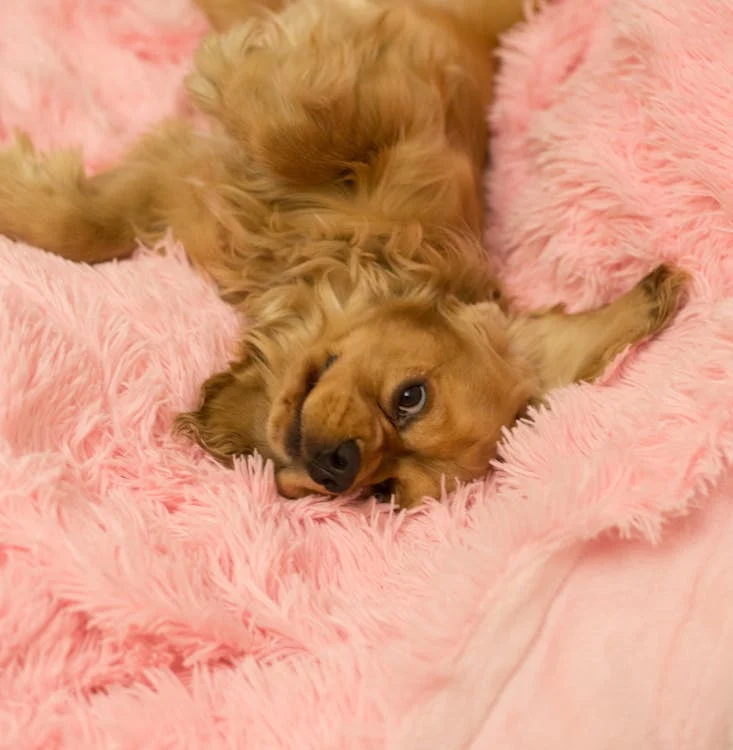 A dog lying on comfortable bedding