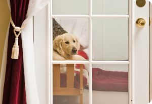 Choose The Grand Paw’s luxury suites for your best friend