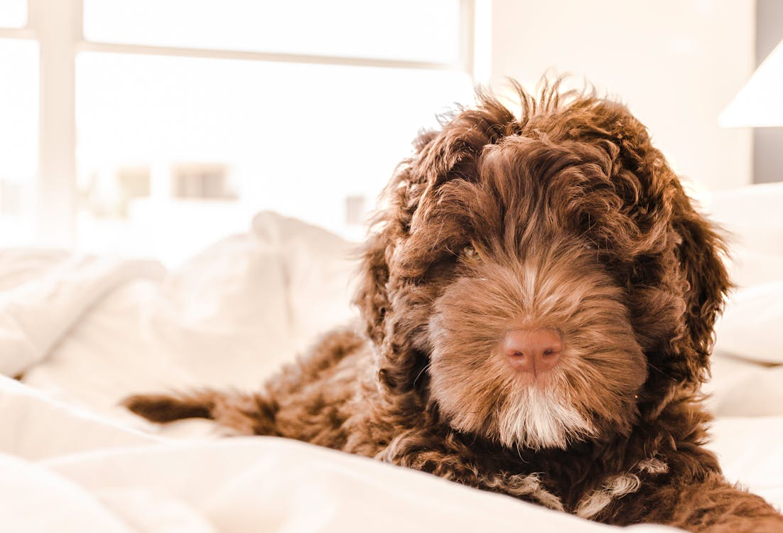 Choose The Grand Paw’s luxury suites for your best friend