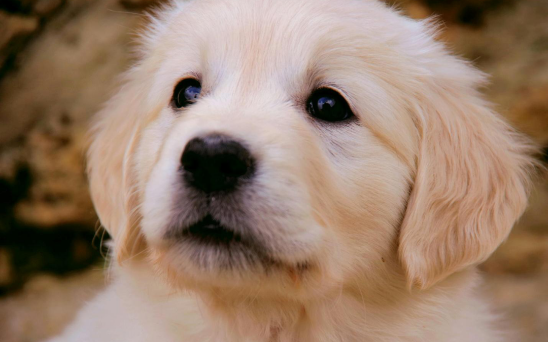 Why Dog Daycare is the Ultimate Energy Burner