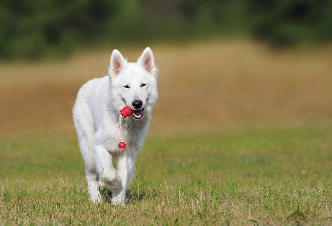 A dog running on grass