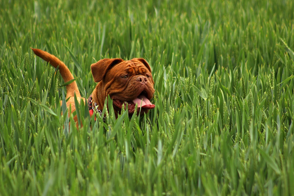 A happy dog playing on the grass