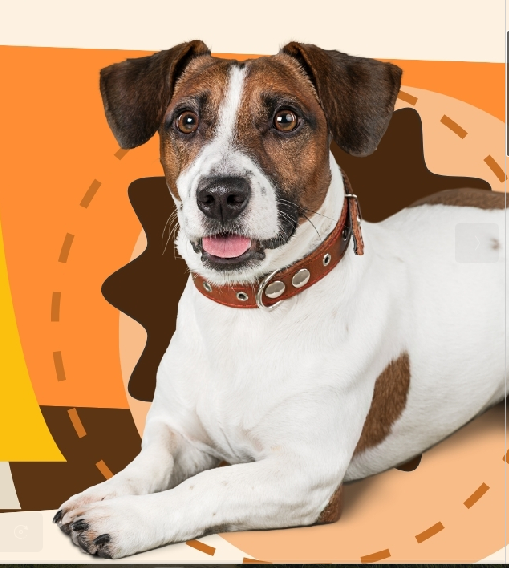 Traveling Soon? Why Dog Boarding Beats Staying Home Alone
