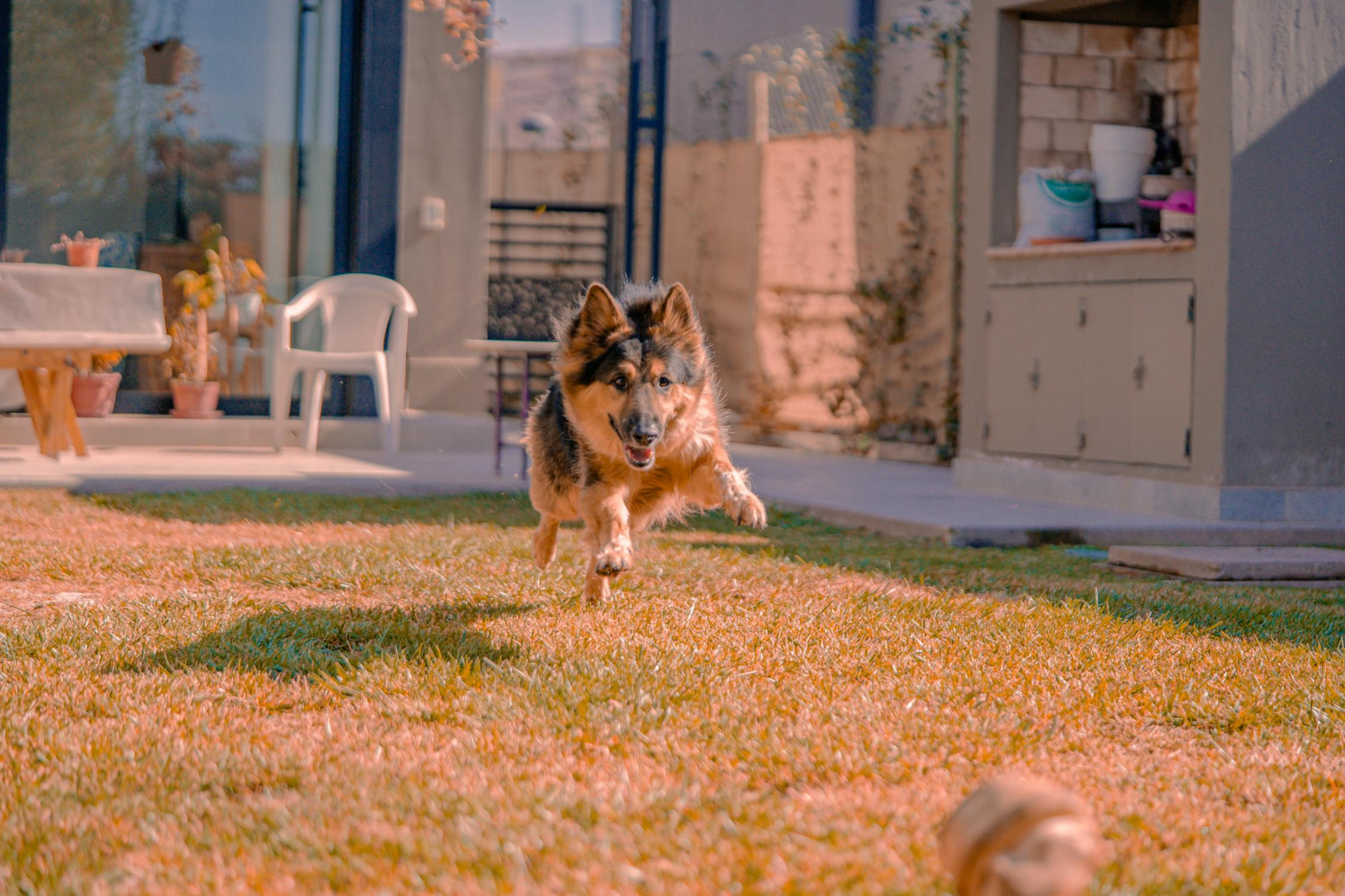 brown and black colored dog running on the grass