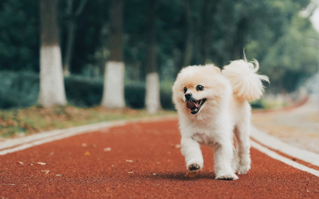 Why Dog Parents Trust The Grand Paw’s Boarding Facility Near Palm Desert for Their Pups’ Desert Adventures