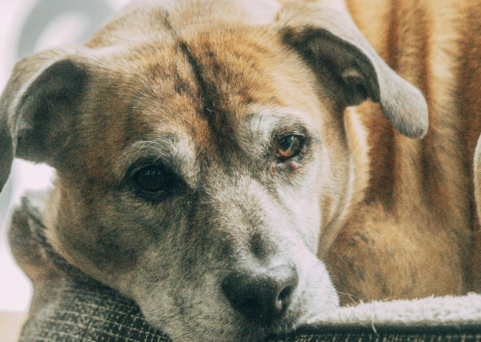 The Grand Paw Provides Expert Care for Every Age and Stage Near Palm Desert