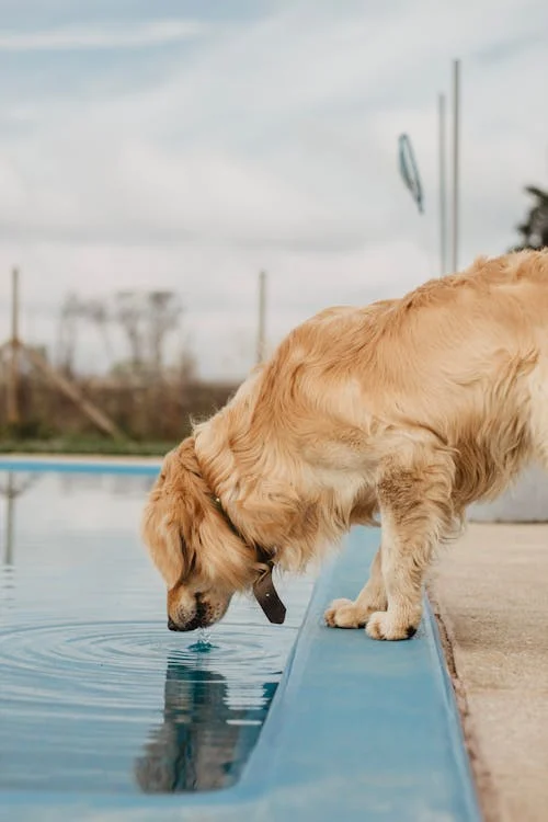 An image of a golden retriever drinking water