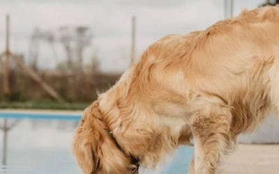 Keeping Coachella Valley Dogs Happy and Healthy: Wellness Tips from Indio’s Dog Care Experts