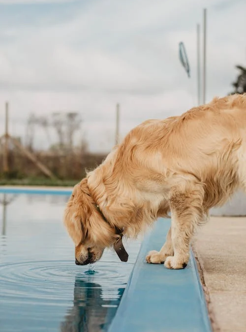 Keeping Coachella Valley Dogs Happy and Healthy: Wellness Tips from Indio’s Dog Care Experts