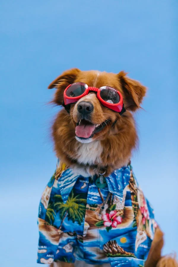 A dog wearing sunglasses
