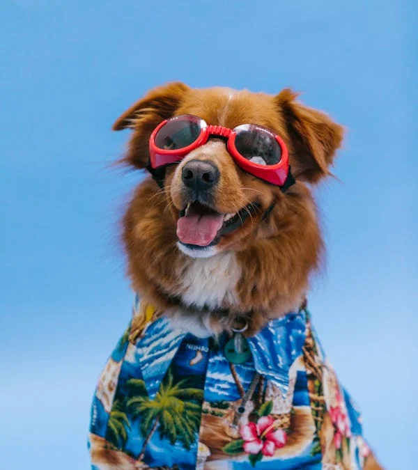 Palm Springs Pets Love Our Pampering: Luxury Boarding Just a Short Drive Away