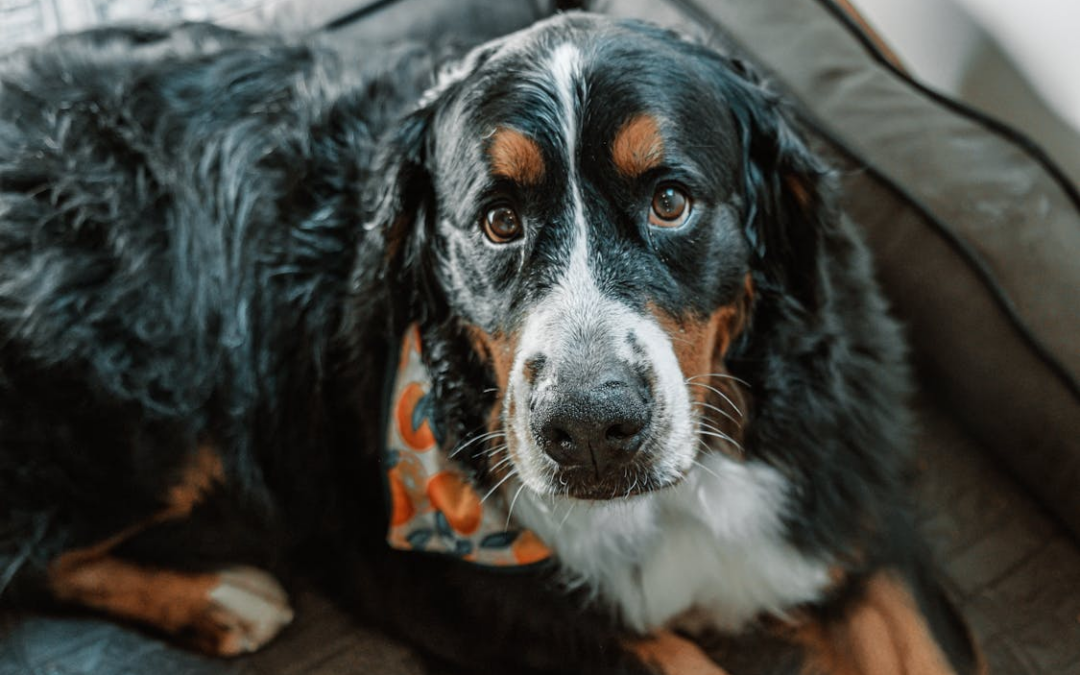 Relaxation for Your Furry Friend Near Rancho Mirage: Stress-Free Dog Boarding and Daycare at The Grand Paw