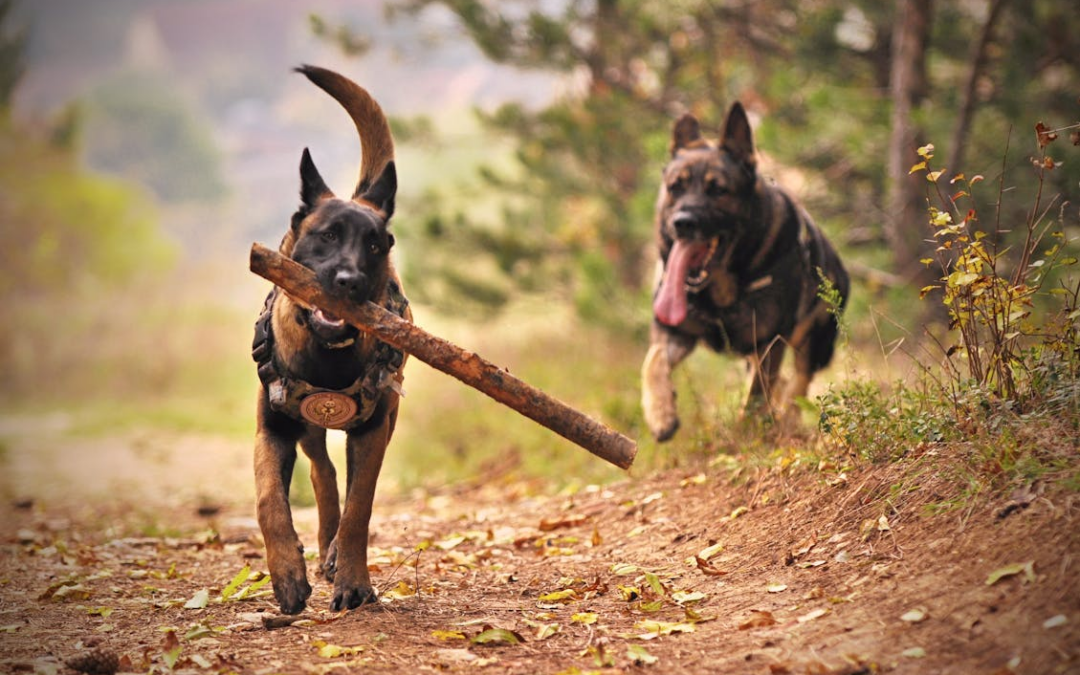 Dog-Friendly Living in Palm Springs: How The Grand Paw Supports Your Pup’s Social Life