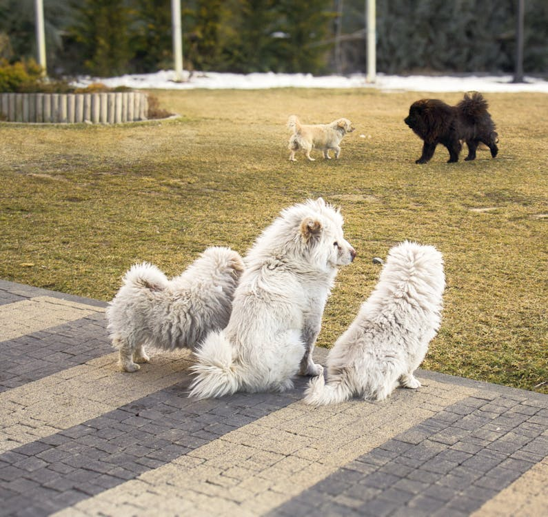 Three fluffy white dogs sit on a paved patio with a grassy lawn behind them
