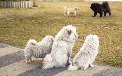 Rancho Mirage Dog Owners’ Guide to Stress-Free Daycare and Overnight Stays