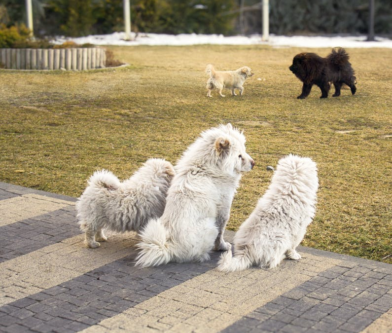 Rancho Mirage Dog Owners’ Guide to Stress-Free Daycare and Overnight Stays