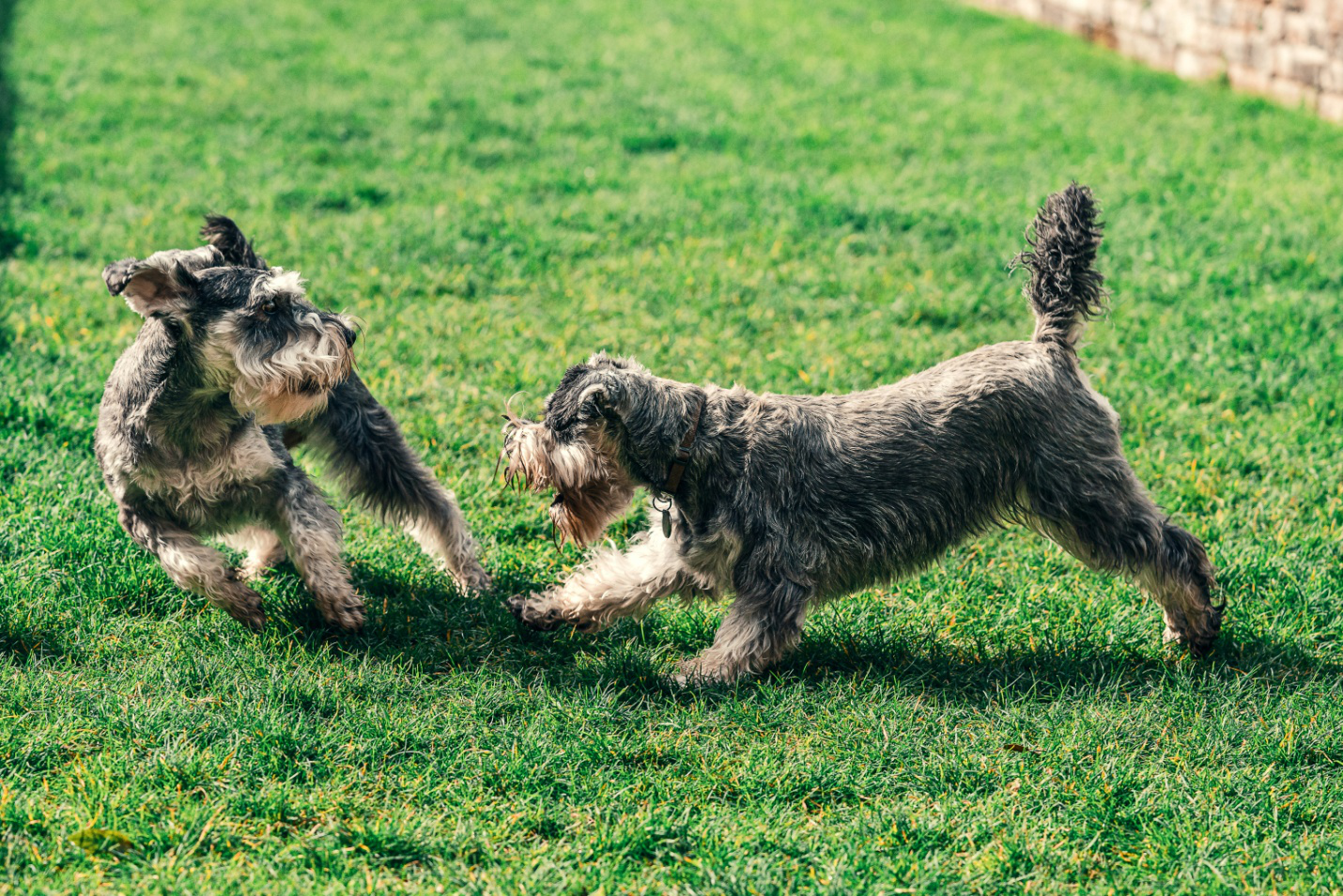two dogs playing in a grass field