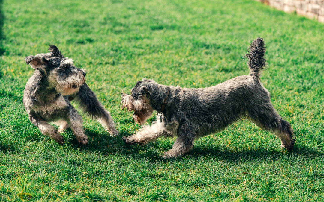 Boarding for Bonding: How Sibling Dogs Thrive Together at Daycare