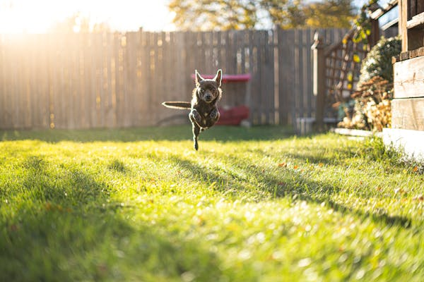 a dog mid-air while running in a garden