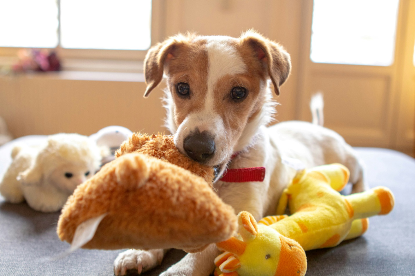 a dog sitting with toys with one in its mouth