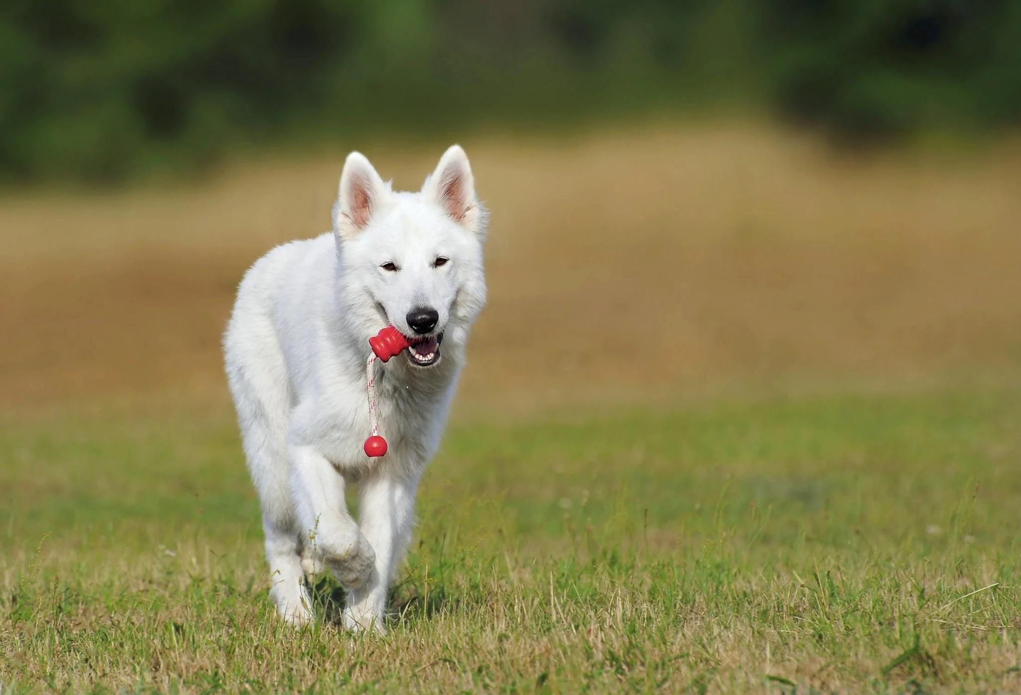 white colored dog with red toy in its mouth, walking on grass
