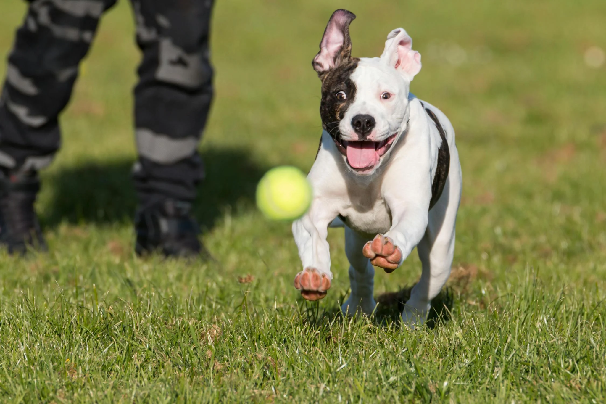 A puppy with floppy ears runs toward a tennis ball on a green lawn.
