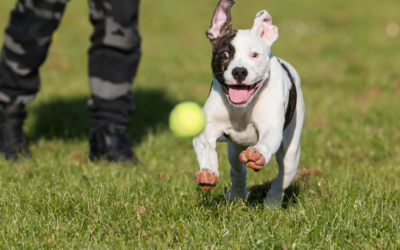 Why Our Canine Care Team Is Among The Best