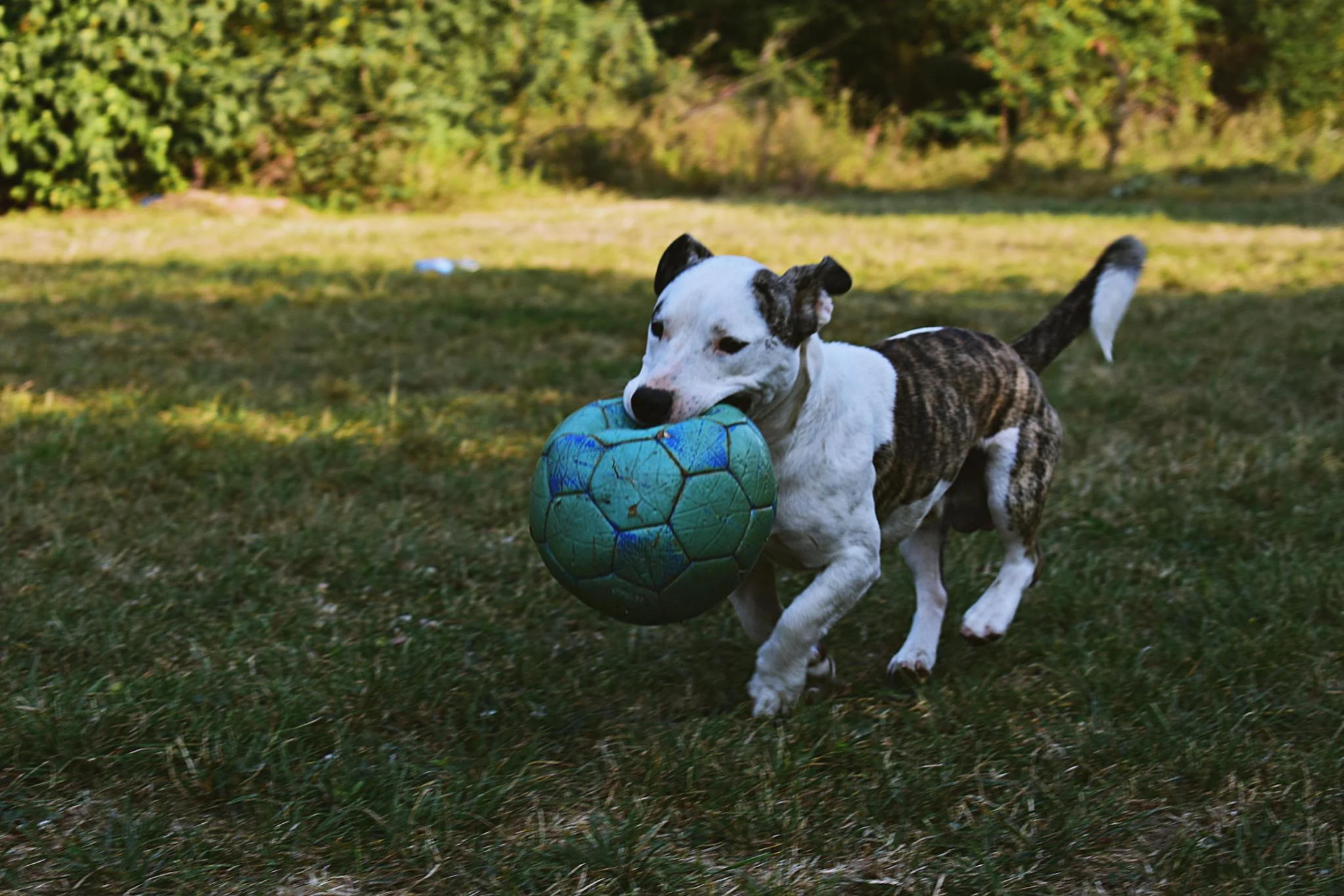 A dog running on a green lawn, holding a blue soccer ball in its mouth.