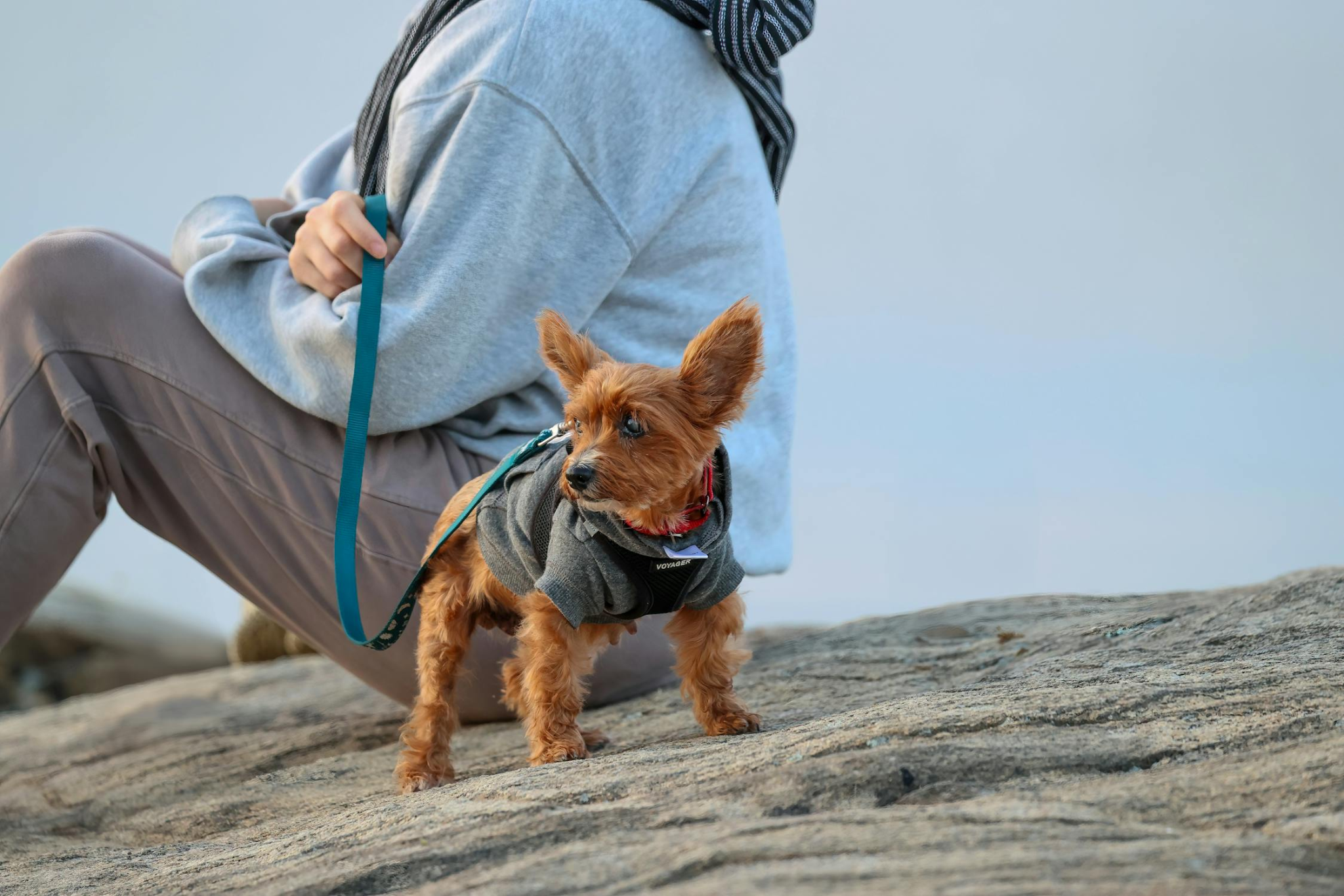 A black and white Border Collie lying on its back in green grass