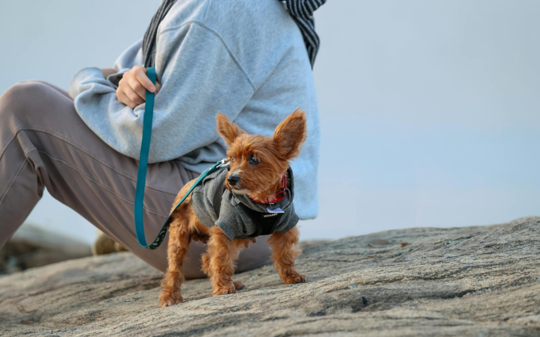 Dog-Friendly Spots Near Coachella Valley to Visit After Daycare Pickup