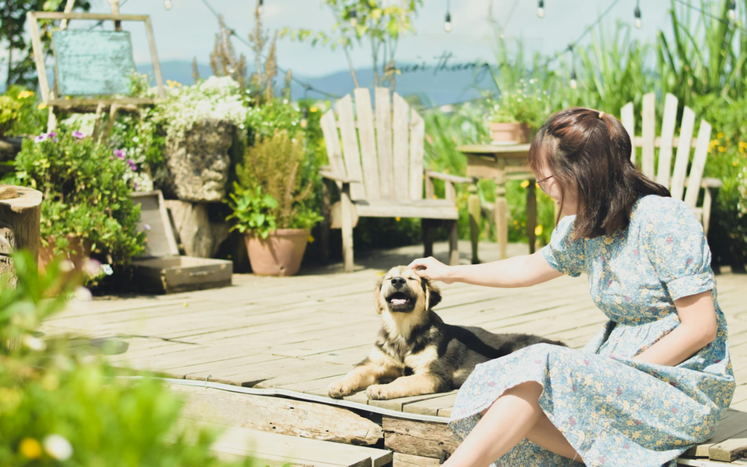 Our Favorite Summer Cooling Tips for Dogs in the Desert