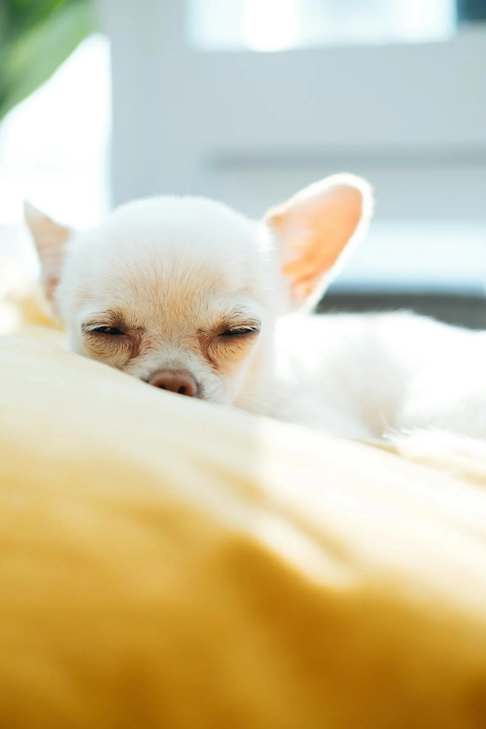 a white puppy, sleeping.